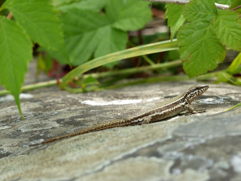 Podarcis muralis francese